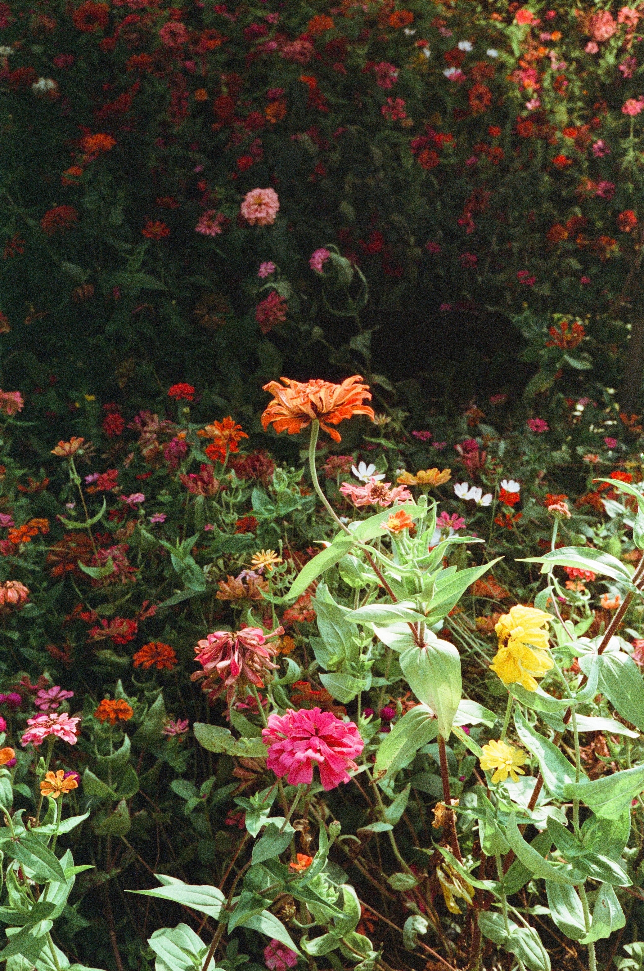 Retocolor Maple 100 35MM PELÍCULA NEGATIVA EN COLOR 27EXP