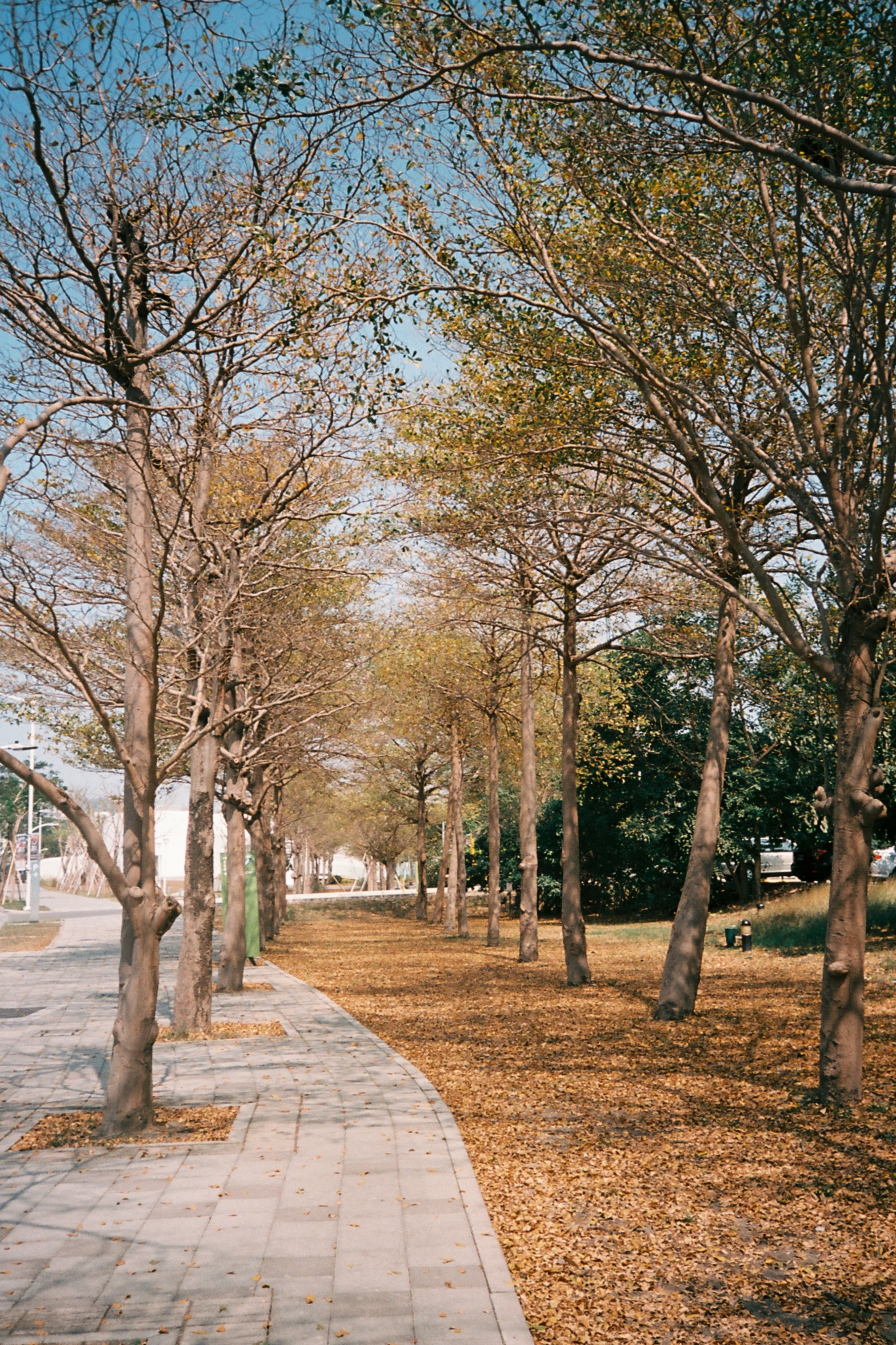 Retocolor Maple 100 35MM PELÍCULA NEGATIVA EN COLOR 27EXP