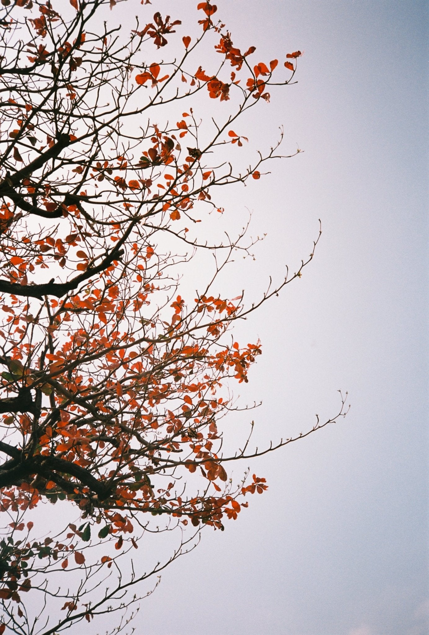 Retocolor Maple 100 35MM COLOR NEGATIVE FILM 27EXP Film Camera - BangOn