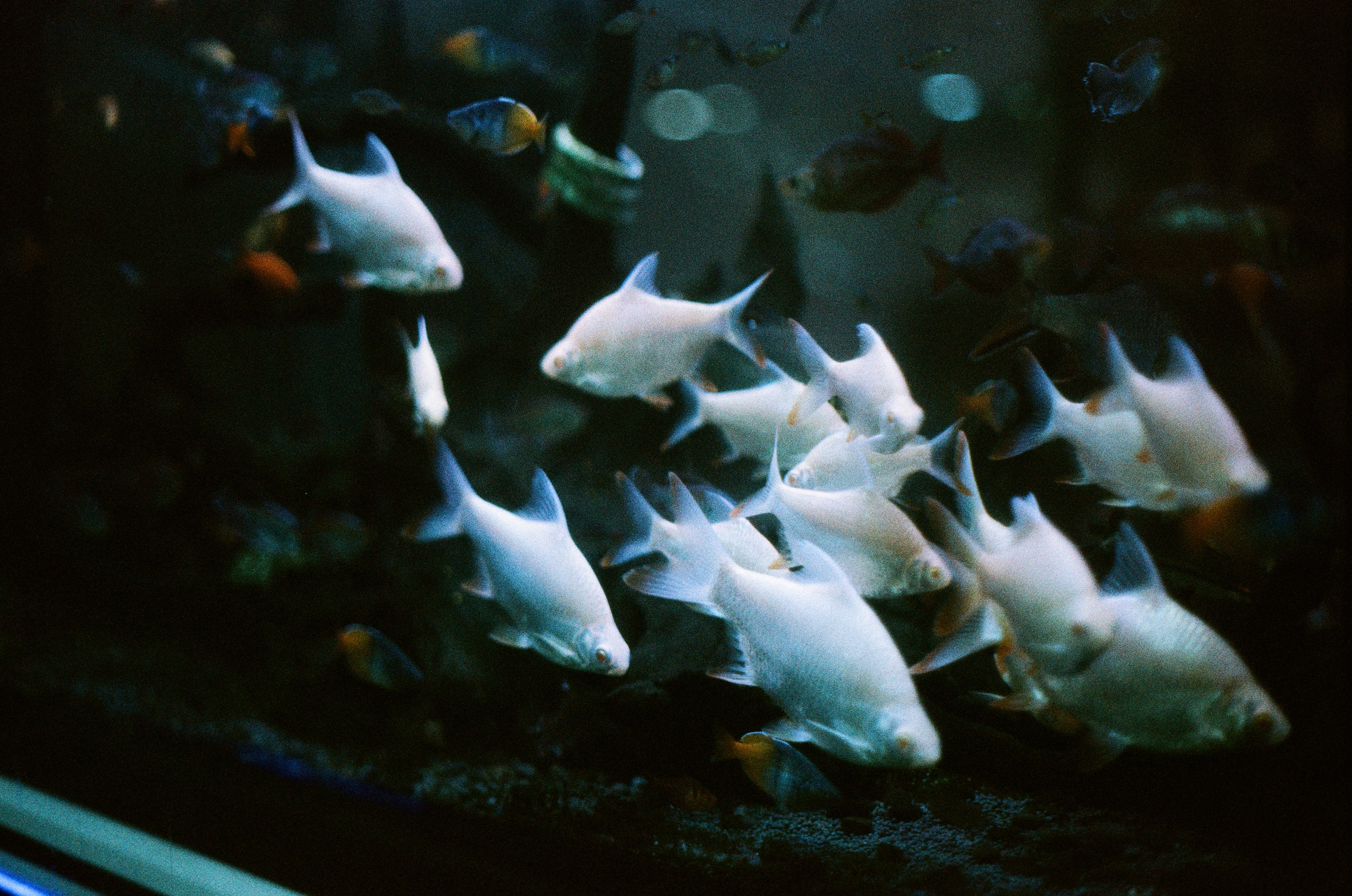 Retocolor Aqua 400 35MM PELÍCULA NEGATIVA EN COLOR 27EXP