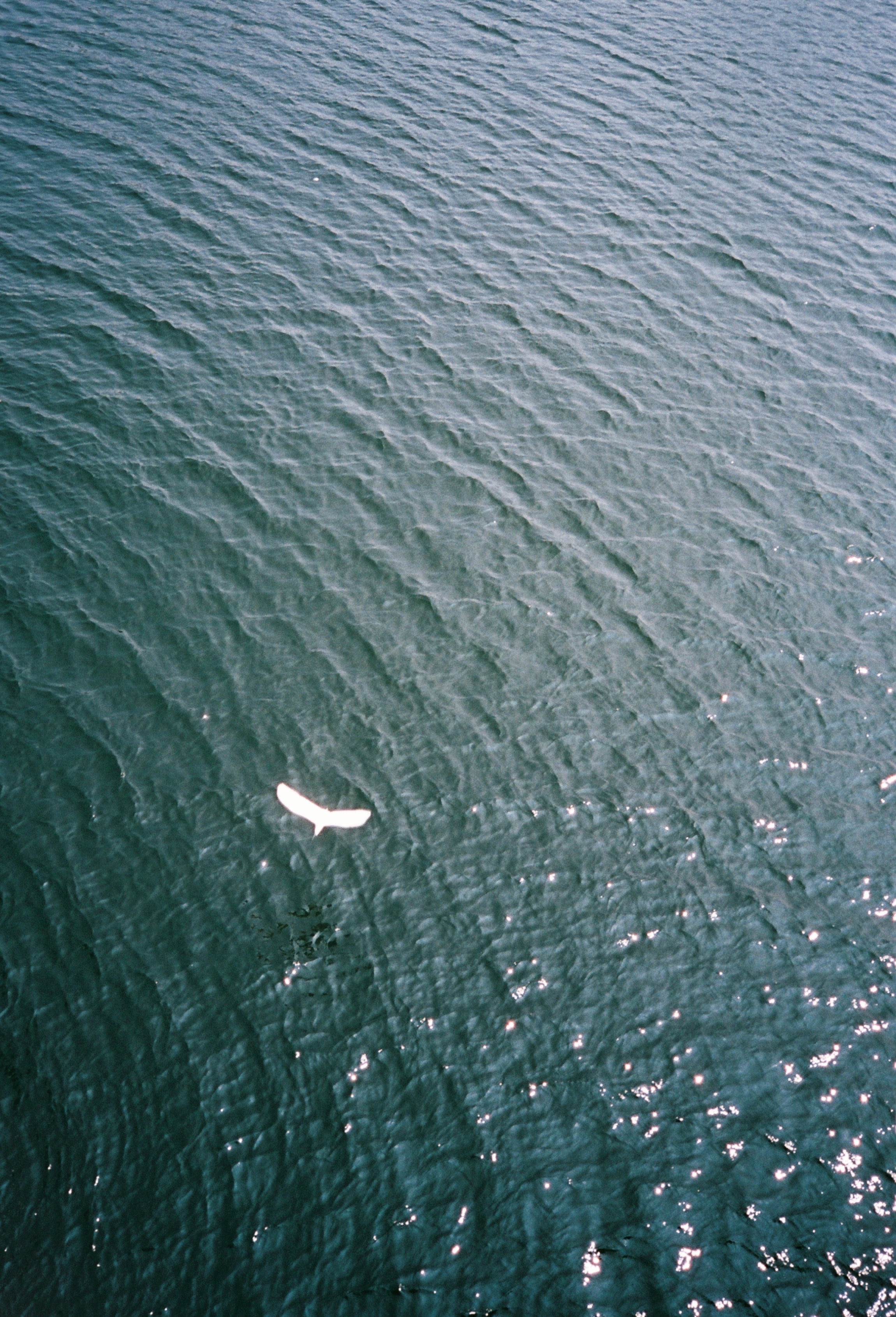 Retocolor Maple 100 35MM PELÍCULA NEGATIVA EN COLOR 27EXP