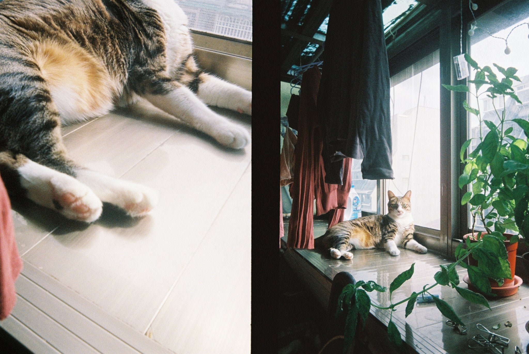 KODAK EKTAR H35 Half Frame Film Camera Sage + Kodak Ultramax 24EXP - BangOn